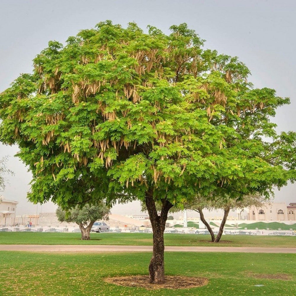 Albezia Lebbeck Tree - شجرة اللبخ