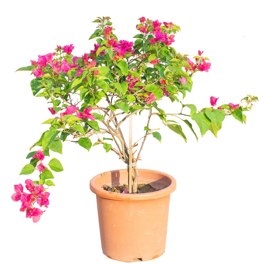 Bougainvillea Pink