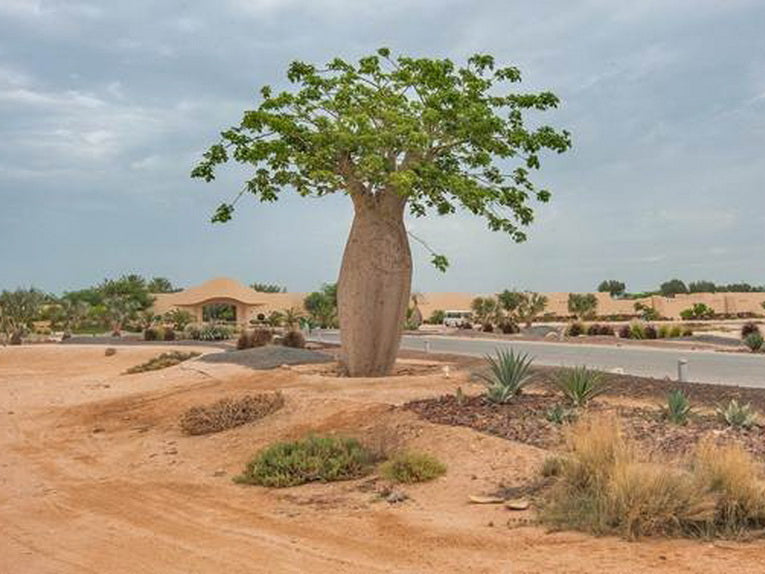 Ceiba Speciosa