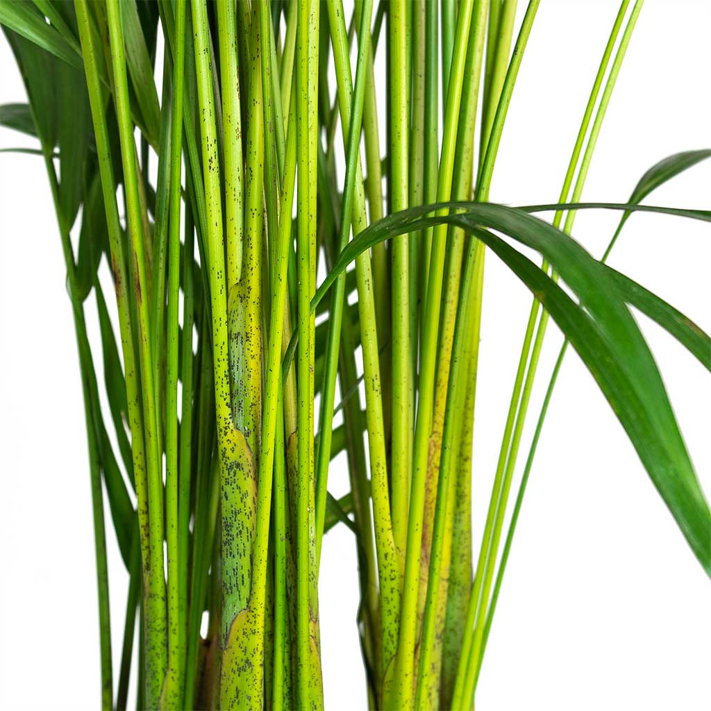Areca Palm (L)