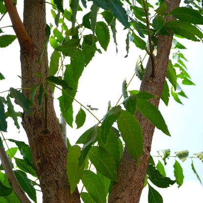 Azadirachta Indica (Neem Tree)