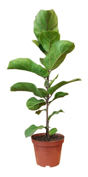 Ficus Lyrata 1.5m