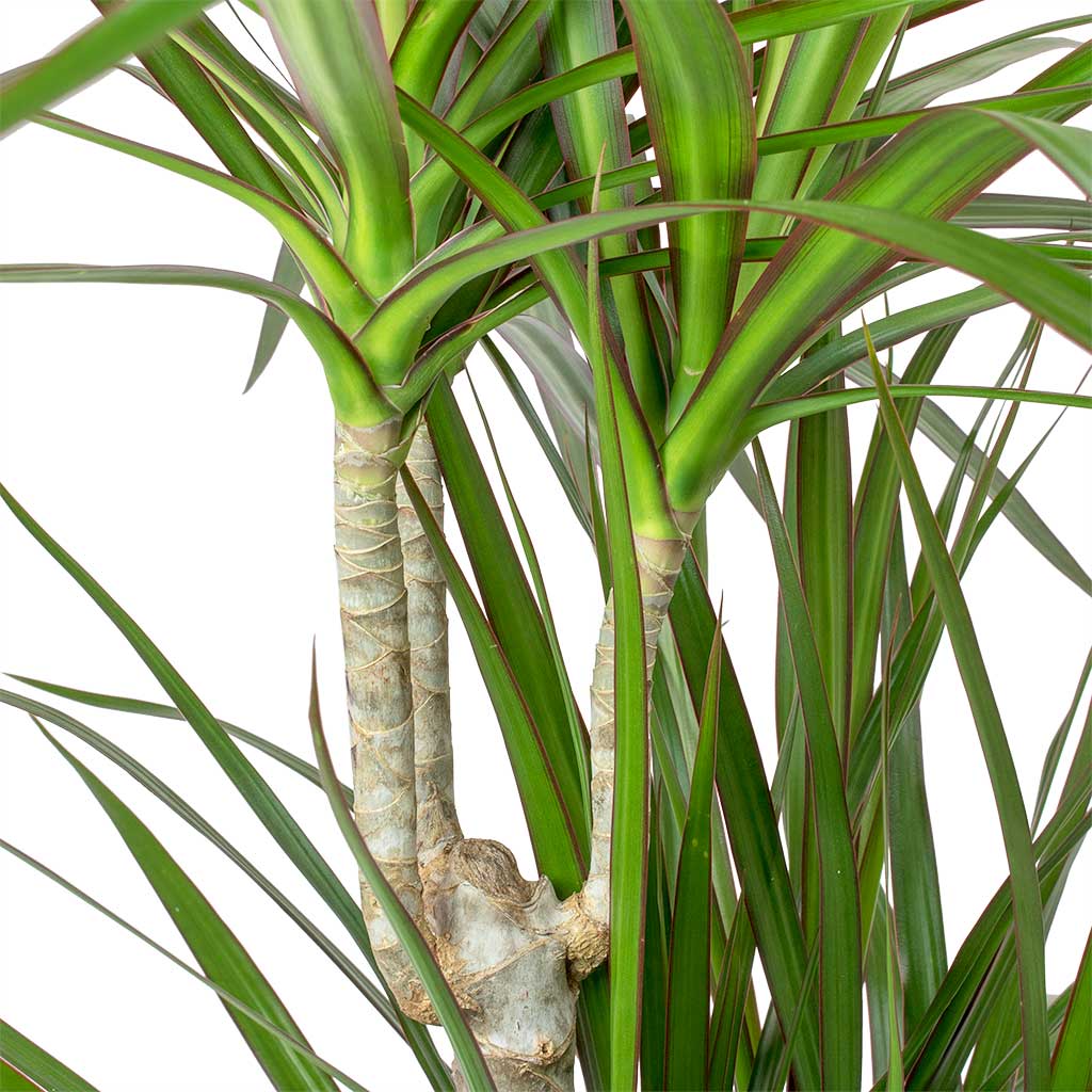 Dracaena Marginata - Indoor Plants - النباتات الداخلية - دراسينا