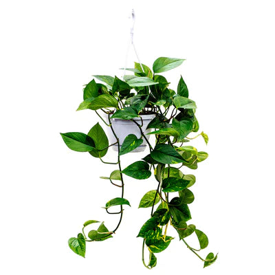 Golden Pothos Money Plant (جولدن بوثوس) نبات داخلي