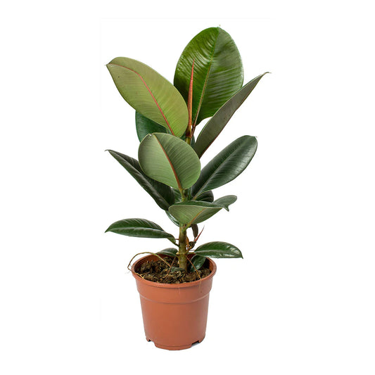 Ficus elastica Robusta - Rubber Plant (نبات المطاط)