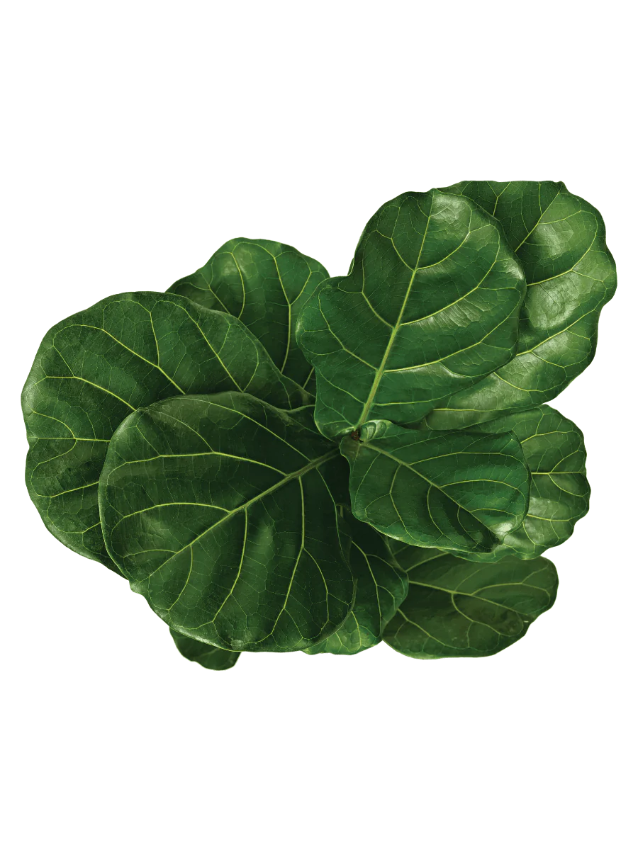 Fiddle Fig Leaf Plant
