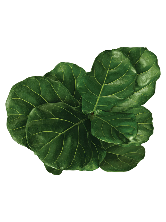 Ficus Lyrata - Fiddle Fig Leaf Plant