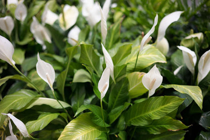 Spathiphyllum - Peace Lily