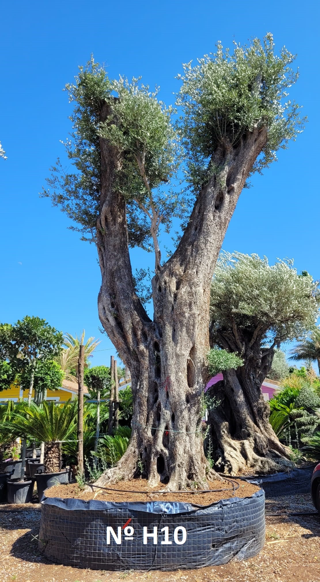 Tall Olive Trees