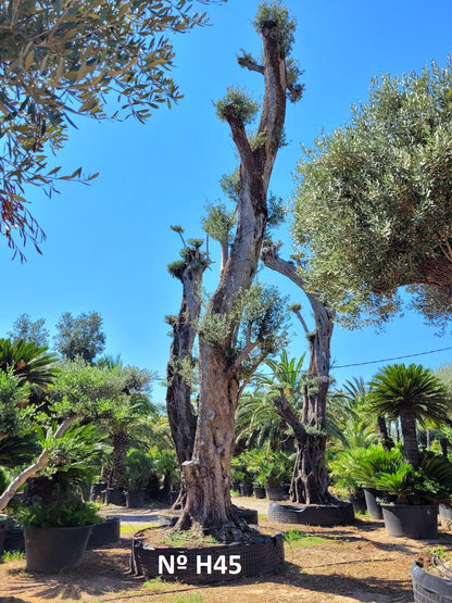 Tall Olive Trees