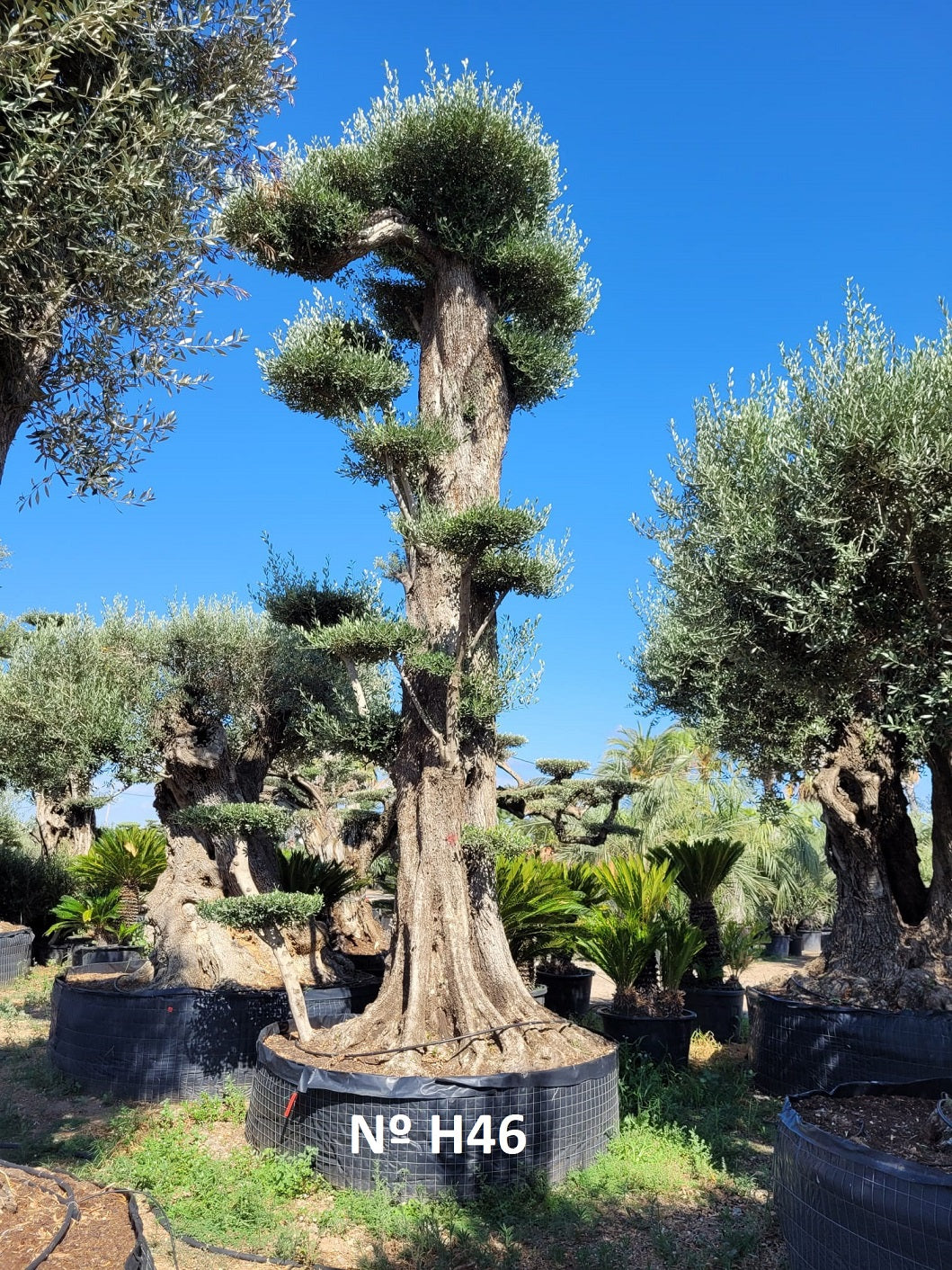 Tall Olive Trees