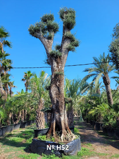 Tall Olive Trees