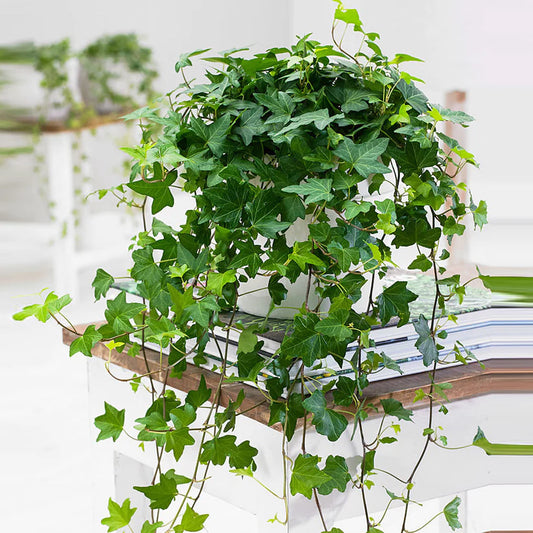 Hedera Helix Green - English Invy
