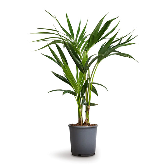 Kentia Palm - Howea forsteriana - نباتات داخلية