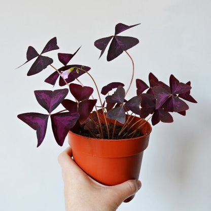 Oxalis Purple Plant - Indoor House Plant - اجلونيما الوردي