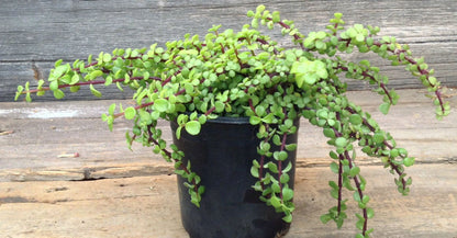 Portulacaria Afra