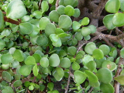 Portulacaria Afra