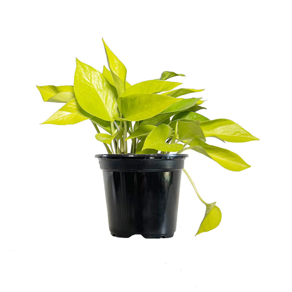 Golden Pothos (Epipremnum Pinnatum) with bright neon-green leaves cascading from a stylish pot, displayed in a modern indoor setting.
