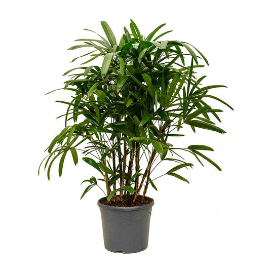 Rhapis Excelsa Palm