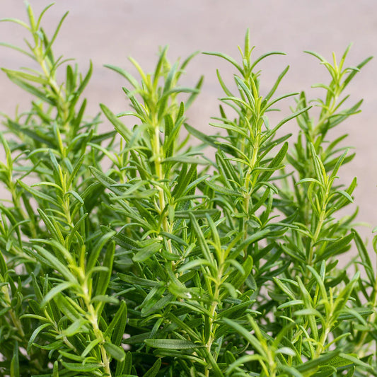 Rosemary