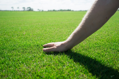 Paspalum Grass (Australian Grass)