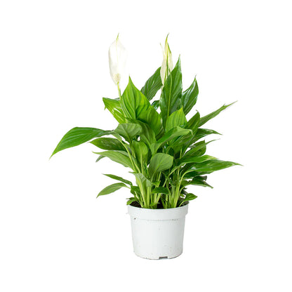 Spathiphyllum - Peace Lily