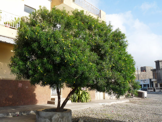 Thevetia Peruviana Tree