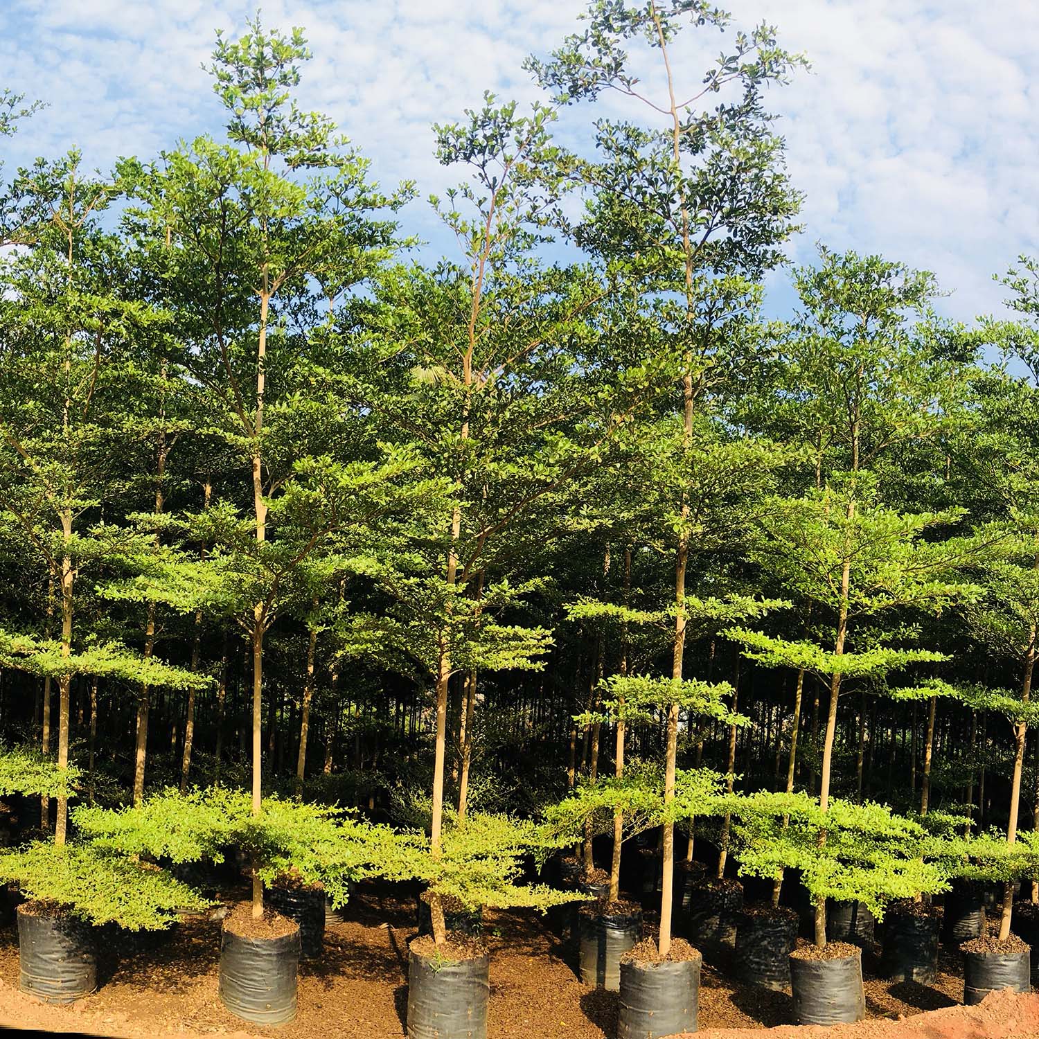 Terminania Tree Discover Terminalia Mantaly - Exotic Plant Species – Plant and Pot Co.