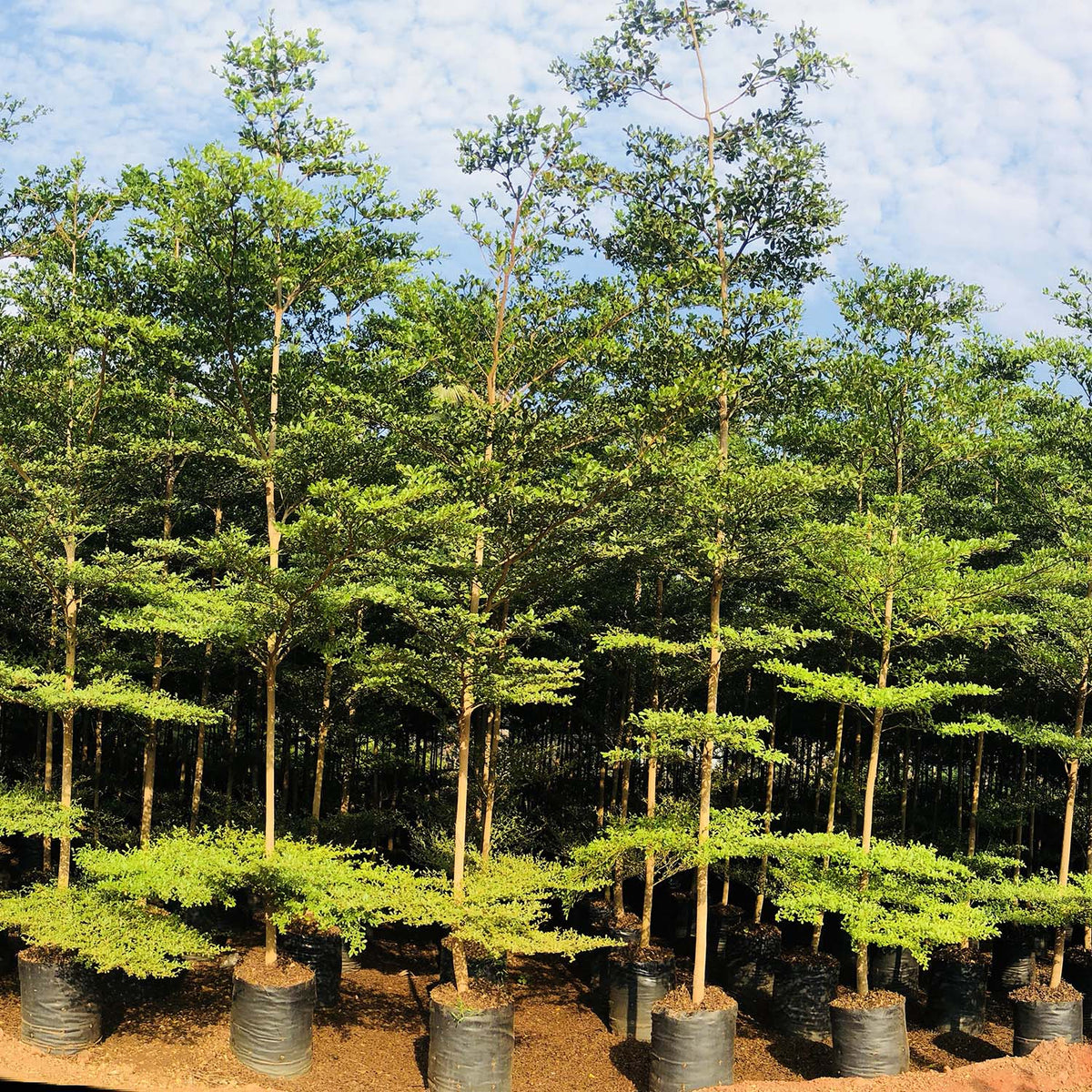 Terminalia Mini Discover Terminalia Mantaly - Exotic Plant Species – Plant and Pot Co.