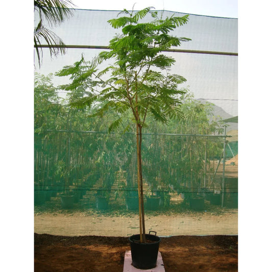 Delonix Regia