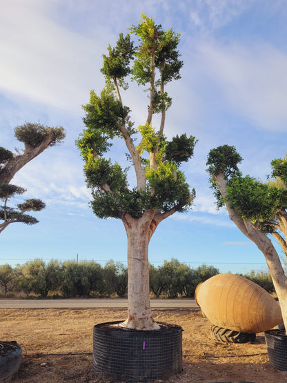 Ficus Nitida