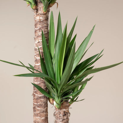 Yucca - Indoor Plant