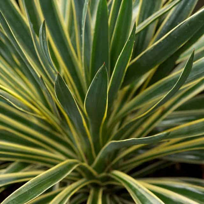 Yucca Variegated