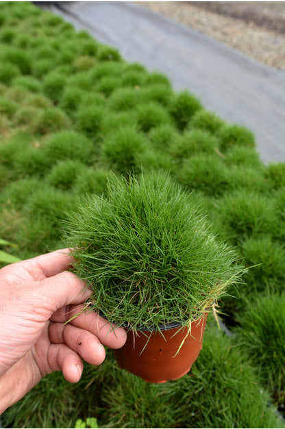 Zoysia Grass (Japanese / Chinese Grass)