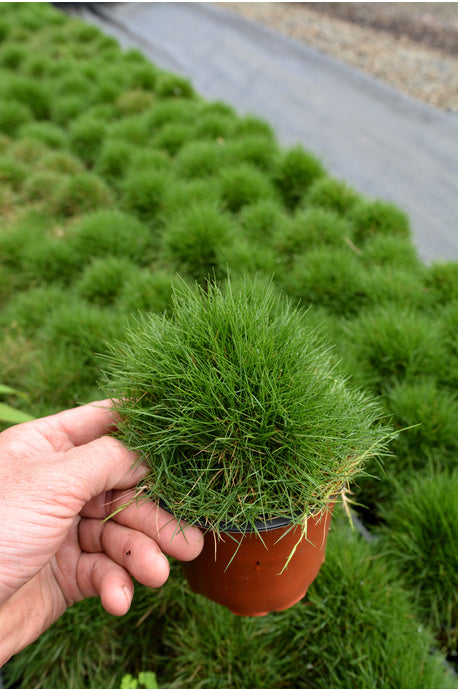 Zoysia Grass (Japanese / Chinese Grass)