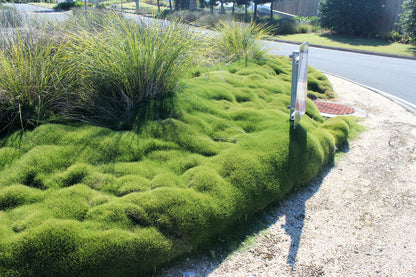 Zoysia Grass (Japanese / Chinese Grass)