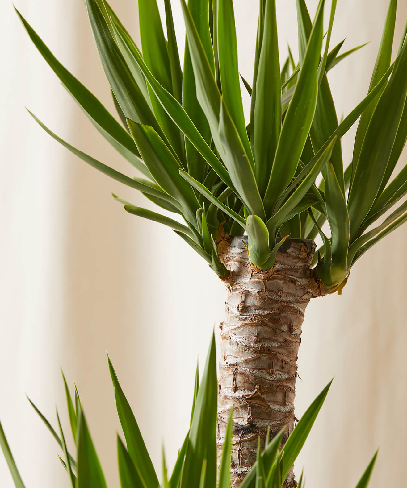 Yucca - Indoor Plant