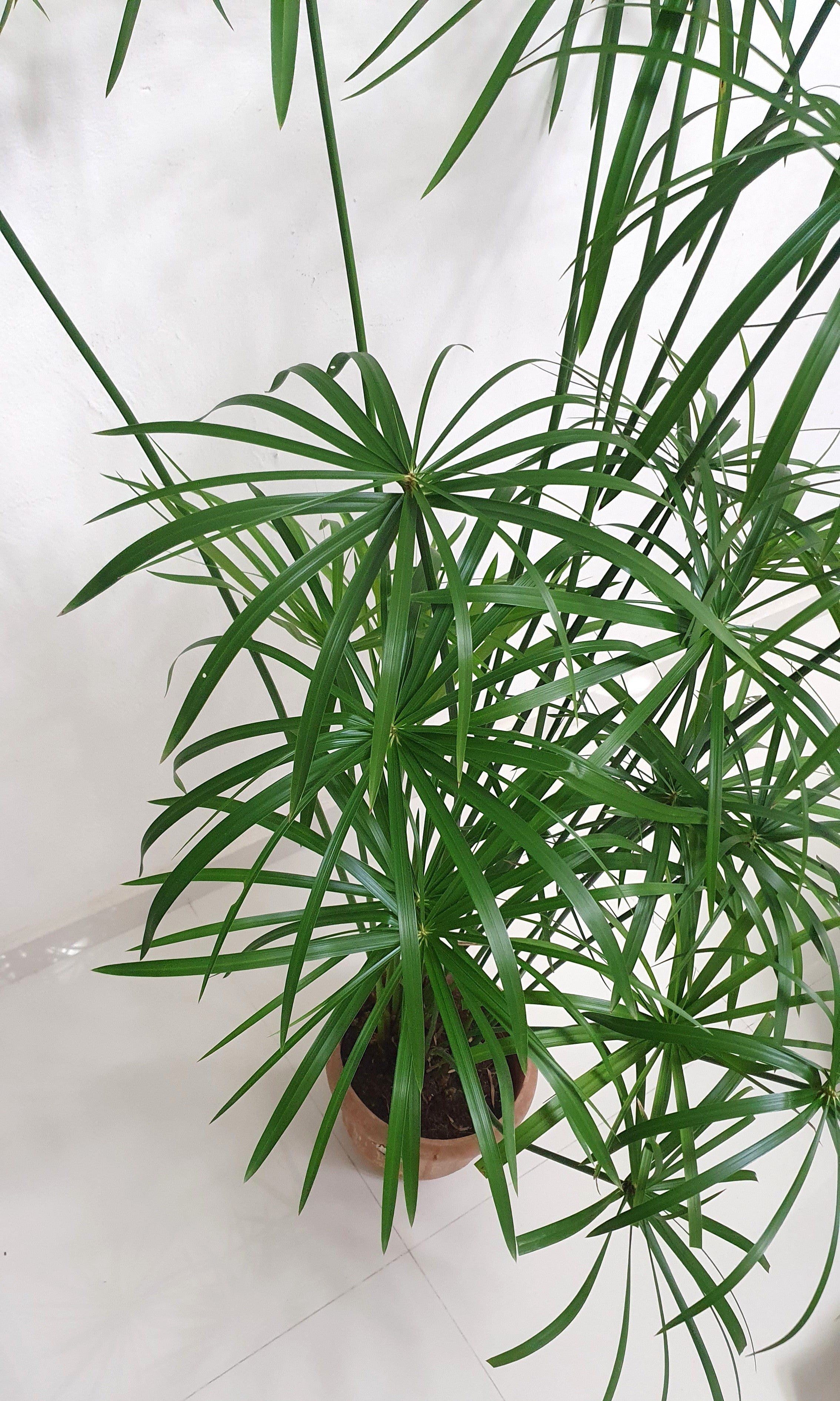 Enhance Your Outdoor Landscape with Versatile Shrubs – Plant and Pot Co.