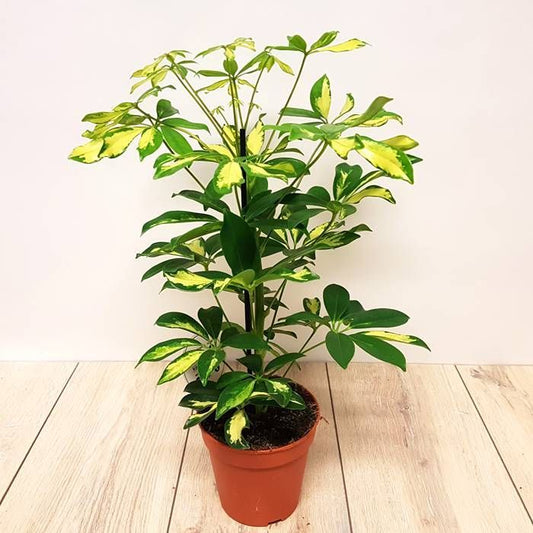 Schefflera Gold Capella - Indoor Plant (شيفليرا ذهبي)