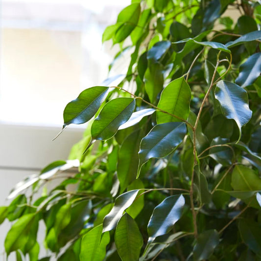 Ficus Benjamina