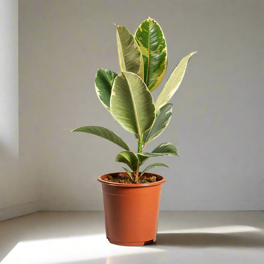 Ficus elastica Tineke - Rubber Plant (نبات المطاط)