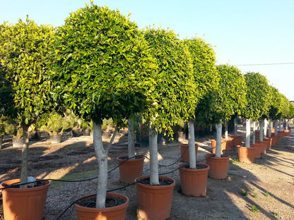 Ficus Nitida