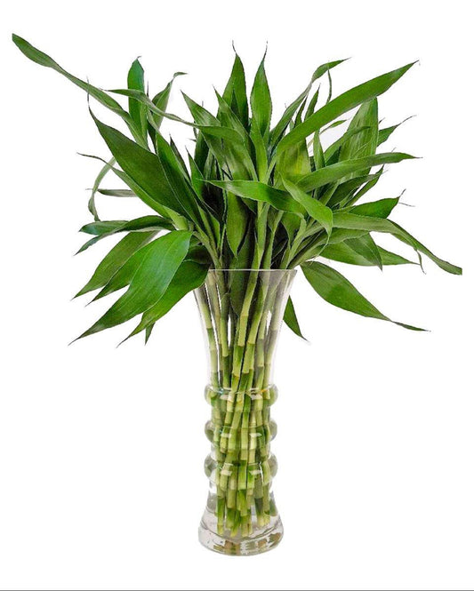 Lucky Bamboo Vase with 10 sticks (بامبو)