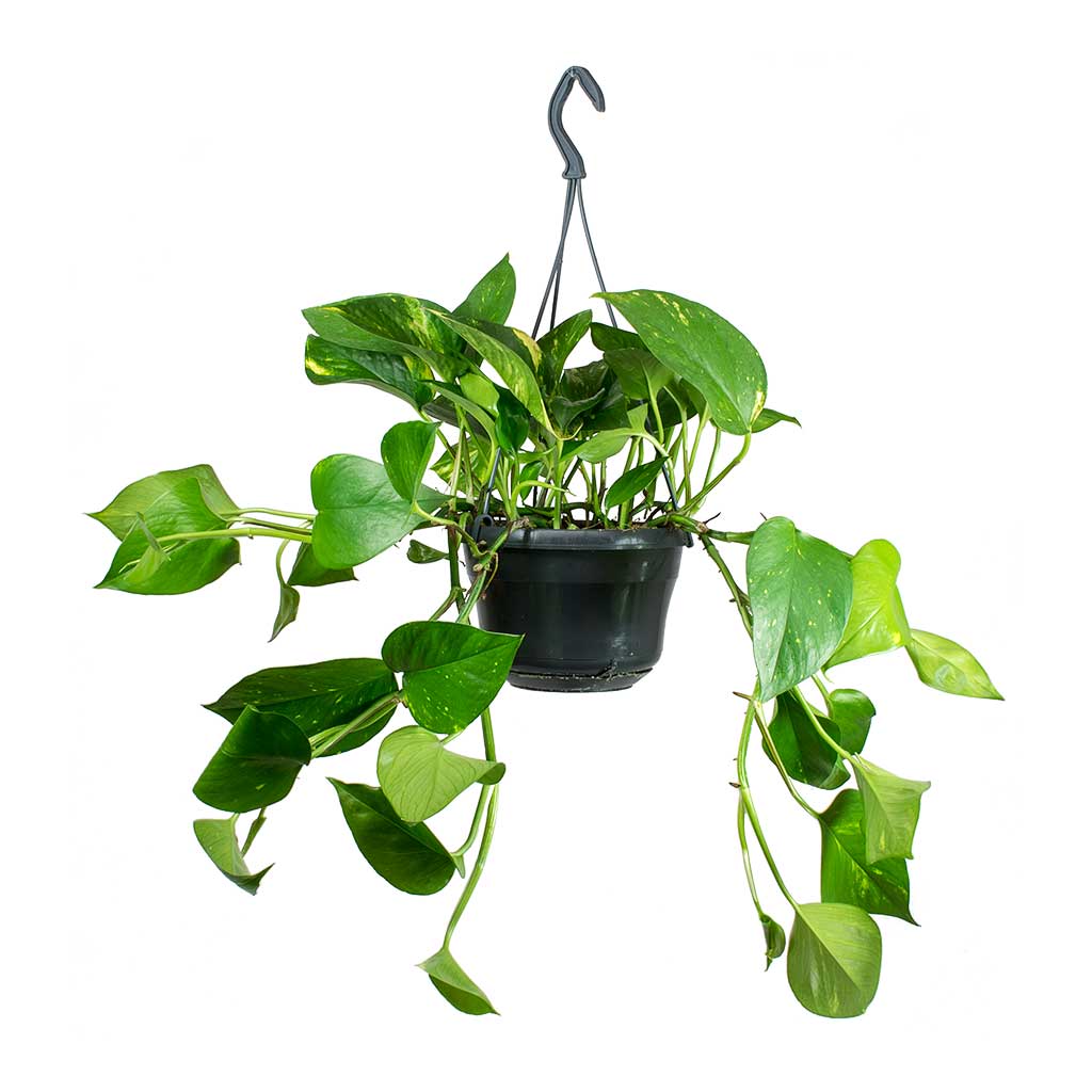 Golden Pothos Money Plant (جولدن بوثوس) نبات داخلي