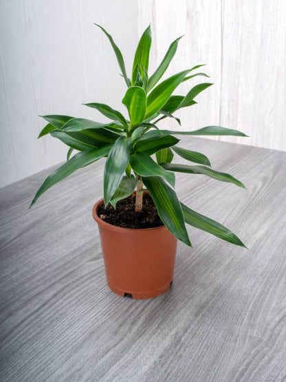 Dracaena Reflexa (Song of Jamaica) - Indoor Plants - النباتات الداخلية