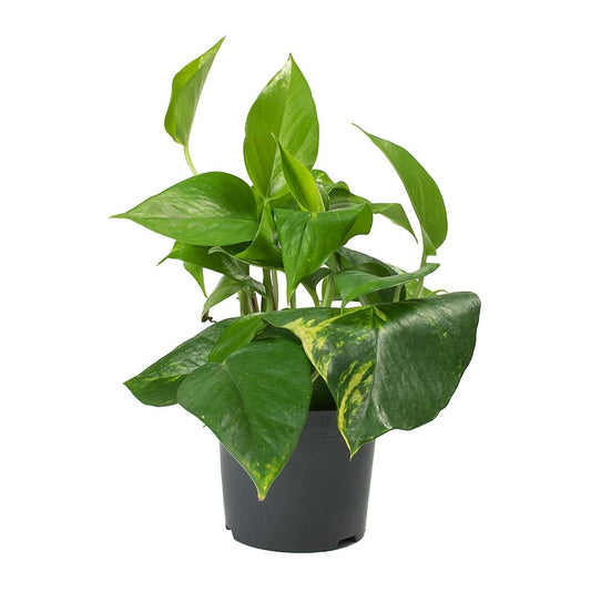 Money Plant (Epipremnum Aureum) with heart-shaped leaves cascading from a hanging basket, displayed indoors.