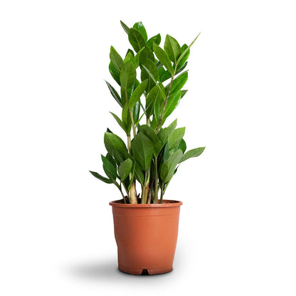 Zamioculcas zamiifolia - ZZ Plant (نبتة الزاميا)