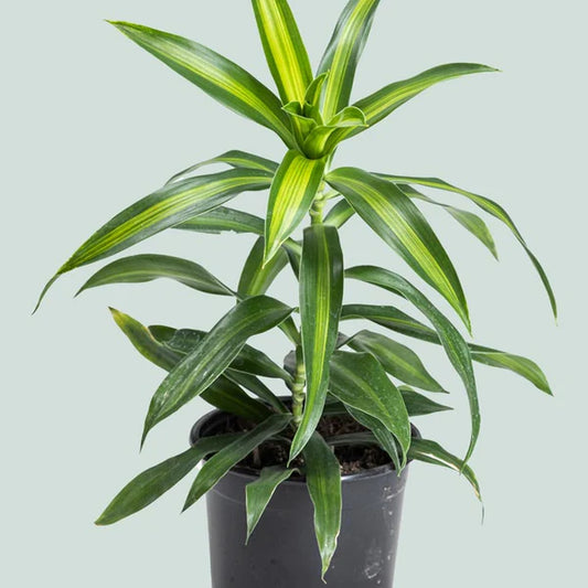 Dracaena Reflexa (Song of Jamaica) - Indoor Plants - النباتات الداخلية