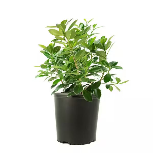 Ficus Panda