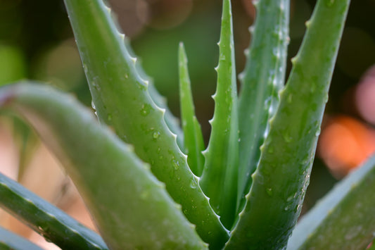 Aloe Vera Plant - Organic Plant (الوفيرا) نبات داخلي